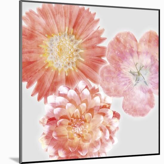 Luminescent Blooms-null-Mounted Giclee Print