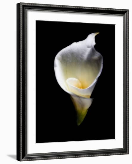 Luminous Calla Lily-George Oze-Framed Photographic Print