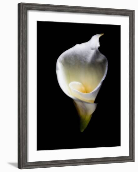 Luminous Calla Lily-George Oze-Framed Photographic Print