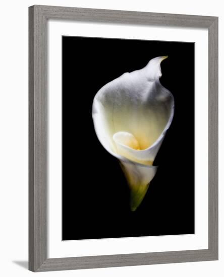 Luminous Calla Lily-George Oze-Framed Photographic Print