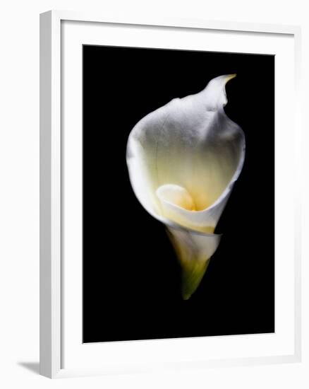 Luminous Calla Lily-George Oze-Framed Photographic Print