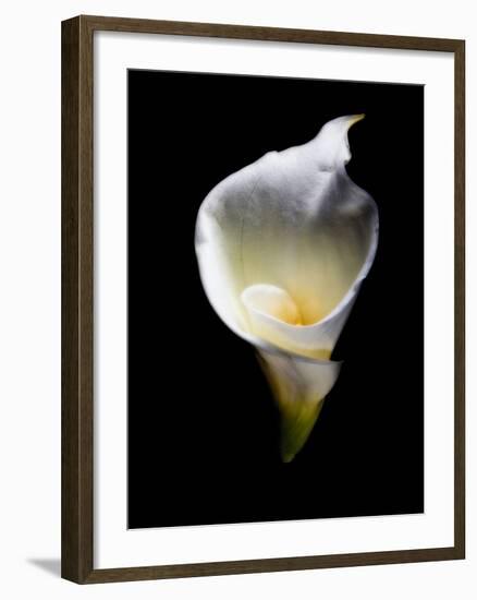 Luminous Calla Lily-George Oze-Framed Photographic Print