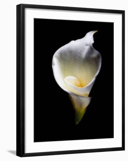 Luminous Calla Lily-George Oze-Framed Photographic Print