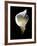 Luminous Calla Lily-George Oze-Framed Photographic Print