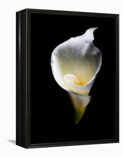 Luminous Calla Lily-George Oze-Framed Premier Image Canvas