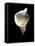 Luminous Calla Lily-George Oze-Framed Premier Image Canvas