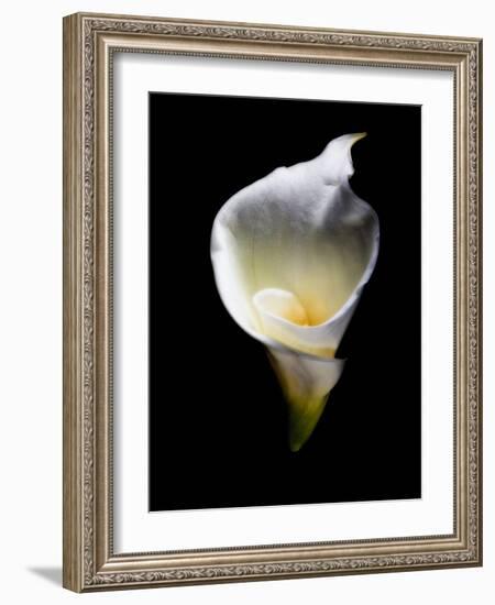 Luminous Calla Lily-George Oze-Framed Photographic Print