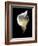 Luminous Calla Lily-George Oze-Framed Photographic Print