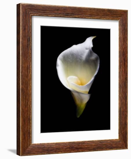 Luminous Calla Lily-George Oze-Framed Photographic Print