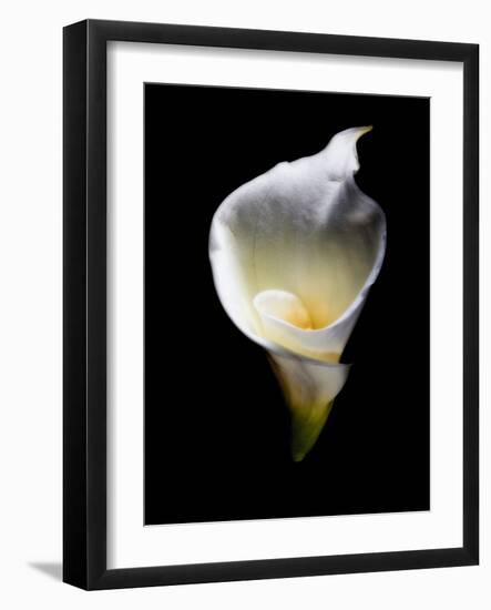 Luminous Calla Lily-George Oze-Framed Photographic Print