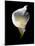 Luminous Calla Lily-George Oze-Mounted Photographic Print