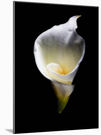 Luminous Calla Lily-George Oze-Mounted Photographic Print