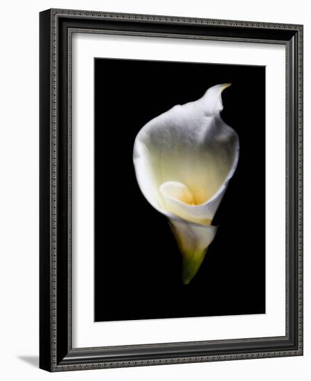 Luminous Calla Lily-George Oze-Framed Photographic Print