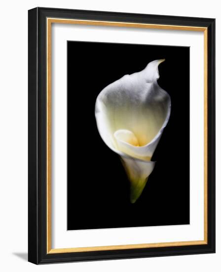 Luminous Calla Lily-George Oze-Framed Photographic Print