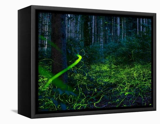 Luminous, glowing light tracks from male Fireflies, Germany-Konrad Wothe-Framed Premier Image Canvas