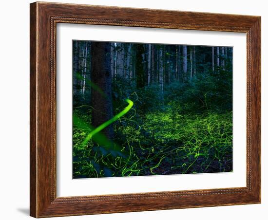 Luminous, glowing light tracks from male Fireflies, Germany-Konrad Wothe-Framed Photographic Print