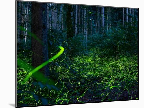 Luminous, glowing light tracks from male Fireflies, Germany-Konrad Wothe-Mounted Photographic Print