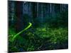 Luminous, glowing light tracks from male Fireflies, Germany-Konrad Wothe-Mounted Photographic Print