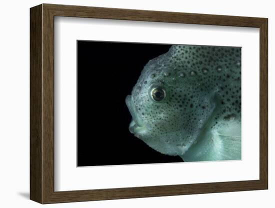 Lumpsucker (Cyclopterus Lumpus) Deepsea, 2392M, Barents Sea, Northern Europe-David Shale-Framed Photographic Print