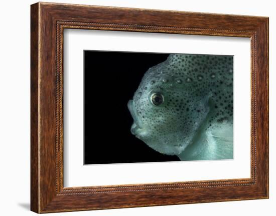 Lumpsucker (Cyclopterus Lumpus) Deepsea, 2392M, Barents Sea, Northern Europe-David Shale-Framed Photographic Print