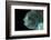 Lumpsucker (Cyclopterus Lumpus) Deepsea, 2392M, Barents Sea, Northern Europe-David Shale-Framed Photographic Print