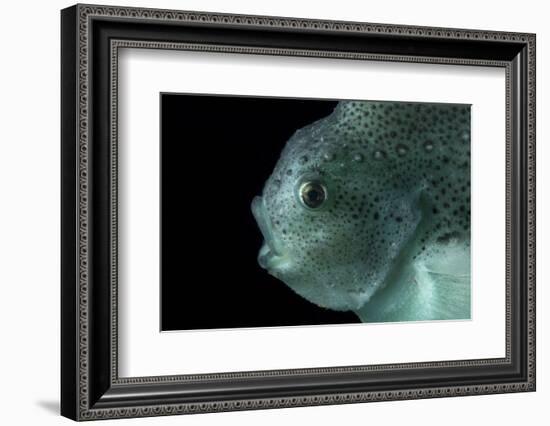 Lumpsucker (Cyclopterus Lumpus) Deepsea, 2392M, Barents Sea, Northern Europe-David Shale-Framed Photographic Print