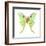 Luna Moth (Actias Luna), Insects-Encyclopaedia Britannica-Framed Art Print