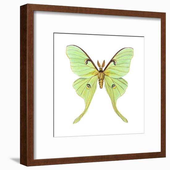 Luna Moth (Actias Luna), Insects-Encyclopaedia Britannica-Framed Art Print