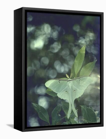 Luna Moth Clings to a Pond Side Chokecherry Tree-Alfred Eisenstaedt-Framed Premier Image Canvas