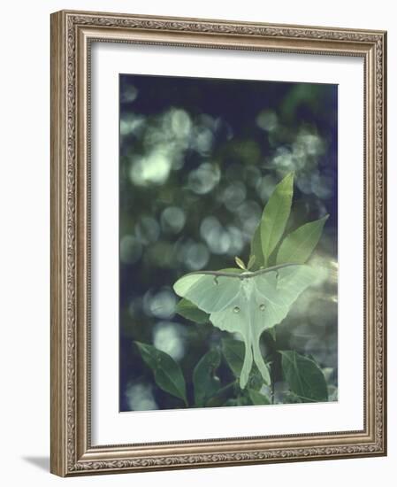 Luna Moth Clings to a Pond Side Chokecherry Tree-Alfred Eisenstaedt-Framed Photographic Print