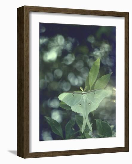 Luna Moth Clings to a Pond Side Chokecherry Tree-Alfred Eisenstaedt-Framed Photographic Print