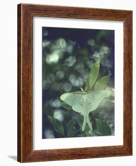 Luna Moth Clings to a Pond Side Chokecherry Tree-Alfred Eisenstaedt-Framed Photographic Print