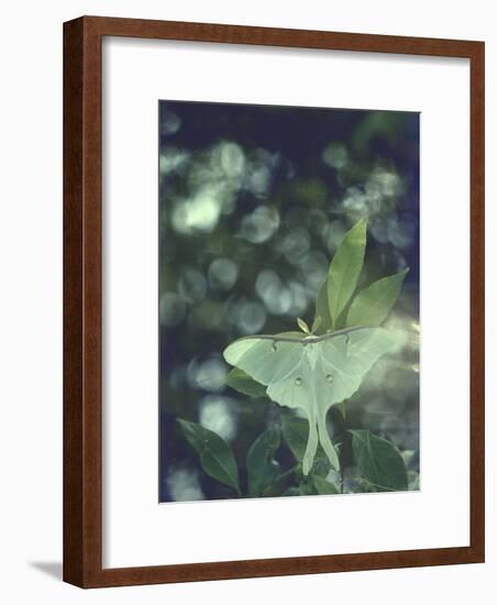 Luna Moth Clings to a Pond Side Chokecherry Tree-Alfred Eisenstaedt-Framed Photographic Print