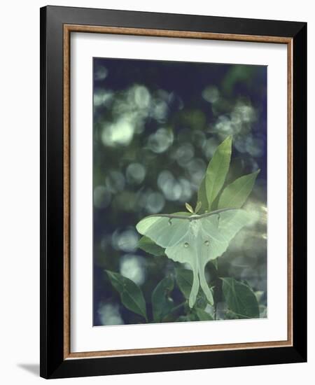 Luna Moth Clings to a Pond Side Chokecherry Tree-Alfred Eisenstaedt-Framed Photographic Print