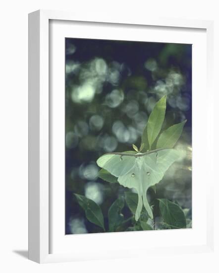 Luna Moth Clings to a Pond Side Chokecherry Tree-Alfred Eisenstaedt-Framed Photographic Print