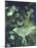 Luna Moth Clings to a Pond Side Chokecherry Tree-Alfred Eisenstaedt-Mounted Photographic Print