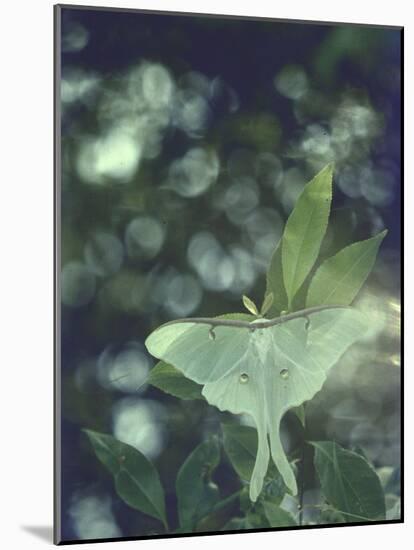 Luna Moth Clings to a Pond Side Chokecherry Tree-Alfred Eisenstaedt-Mounted Photographic Print