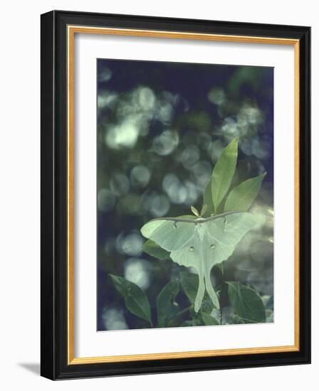 Luna Moth Clings to a Pond Side Chokecherry Tree-Alfred Eisenstaedt-Framed Photographic Print