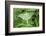 Luna Moth, Marion Co. Il-Richard ans Susan Day-Framed Photographic Print