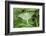 Luna Moth, Marion Co. Il-Richard ans Susan Day-Framed Photographic Print