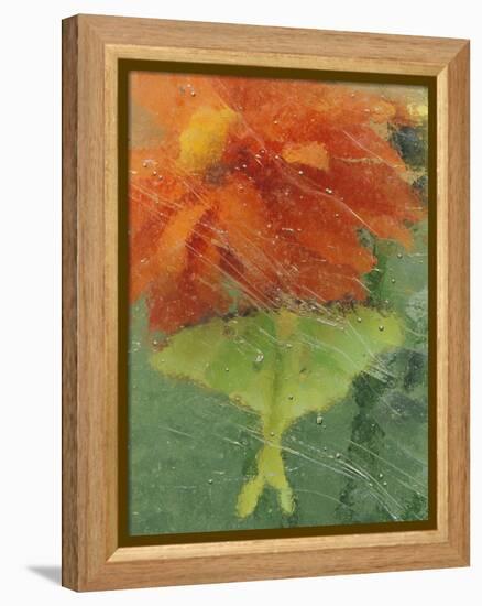 Luna Moth on Orange Dahlia Behind Glass, Pennsylvania, USA-Nancy Rotenberg-Framed Premier Image Canvas