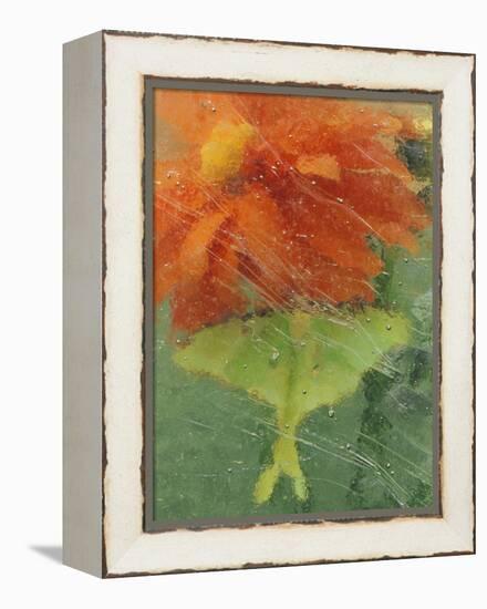 Luna Moth on Orange Dahlia Behind Glass, Pennsylvania, USA-Nancy Rotenberg-Framed Premier Image Canvas