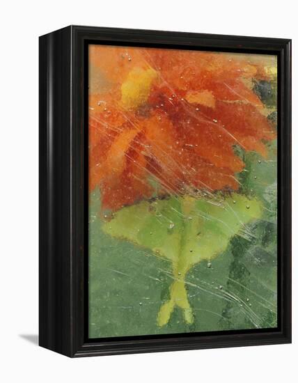 Luna Moth on Orange Dahlia Behind Glass, Pennsylvania, USA-Nancy Rotenberg-Framed Premier Image Canvas