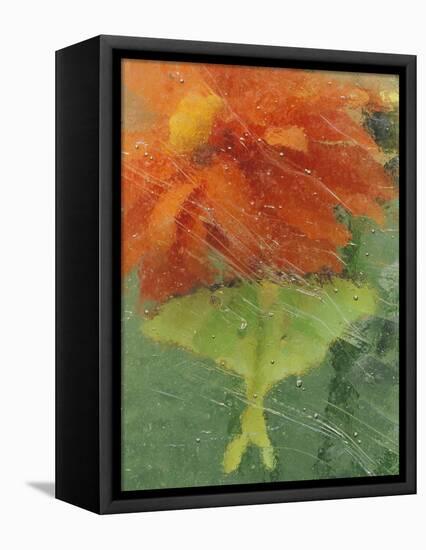Luna Moth on Orange Dahlia Behind Glass, Pennsylvania, USA-Nancy Rotenberg-Framed Premier Image Canvas