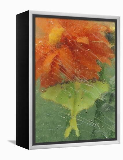 Luna Moth on Orange Dahlia Behind Glass, Pennsylvania, USA-Nancy Rotenberg-Framed Premier Image Canvas