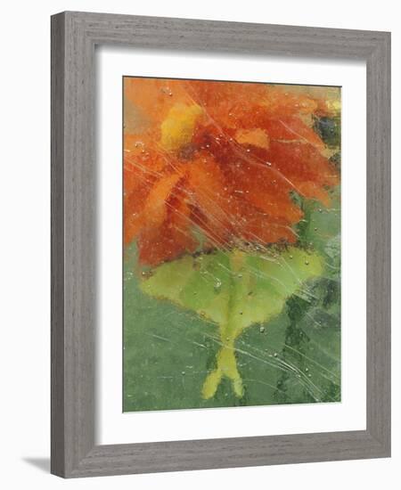 Luna Moth on Orange Dahlia Behind Glass, Pennsylvania, USA-Nancy Rotenberg-Framed Photographic Print