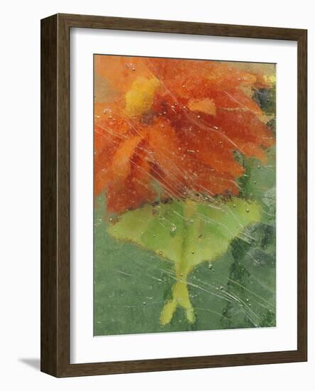 Luna Moth on Orange Dahlia Behind Glass, Pennsylvania, USA-Nancy Rotenberg-Framed Photographic Print