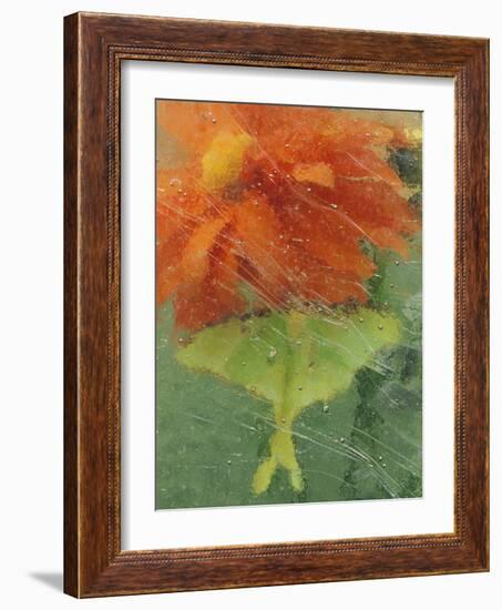 Luna Moth on Orange Dahlia Behind Glass, Pennsylvania, USA-Nancy Rotenberg-Framed Photographic Print