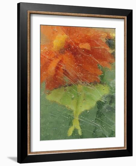 Luna Moth on Orange Dahlia Behind Glass, Pennsylvania, USA-Nancy Rotenberg-Framed Photographic Print