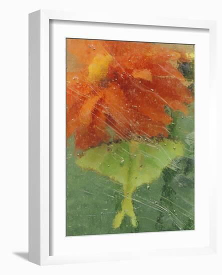 Luna Moth on Orange Dahlia Behind Glass, Pennsylvania, USA-Nancy Rotenberg-Framed Photographic Print